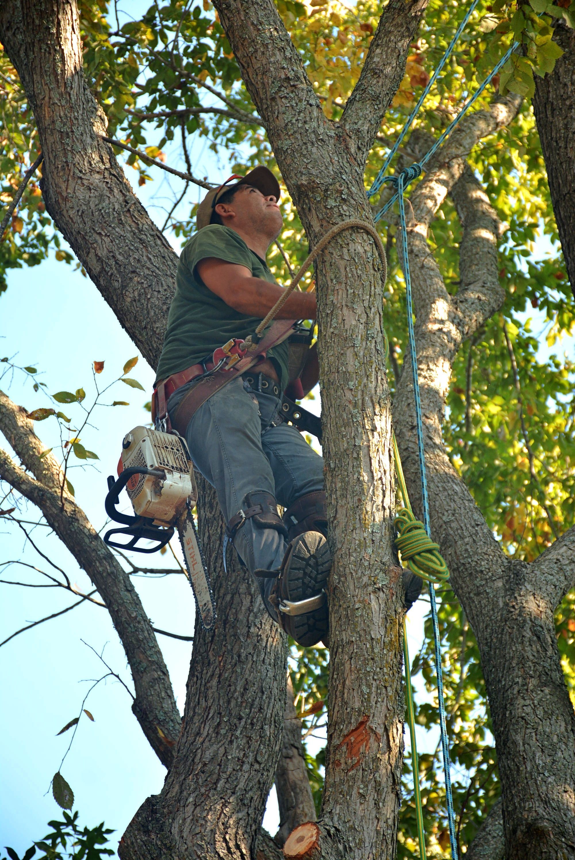 Arborist rigging lead limbs in the canopy / Trimming & Pruning in Charlotte NC (varies by slot)