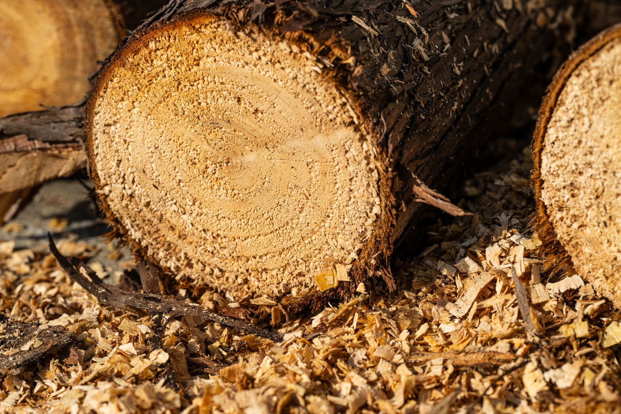 Bucked oak logs stacked at the curb