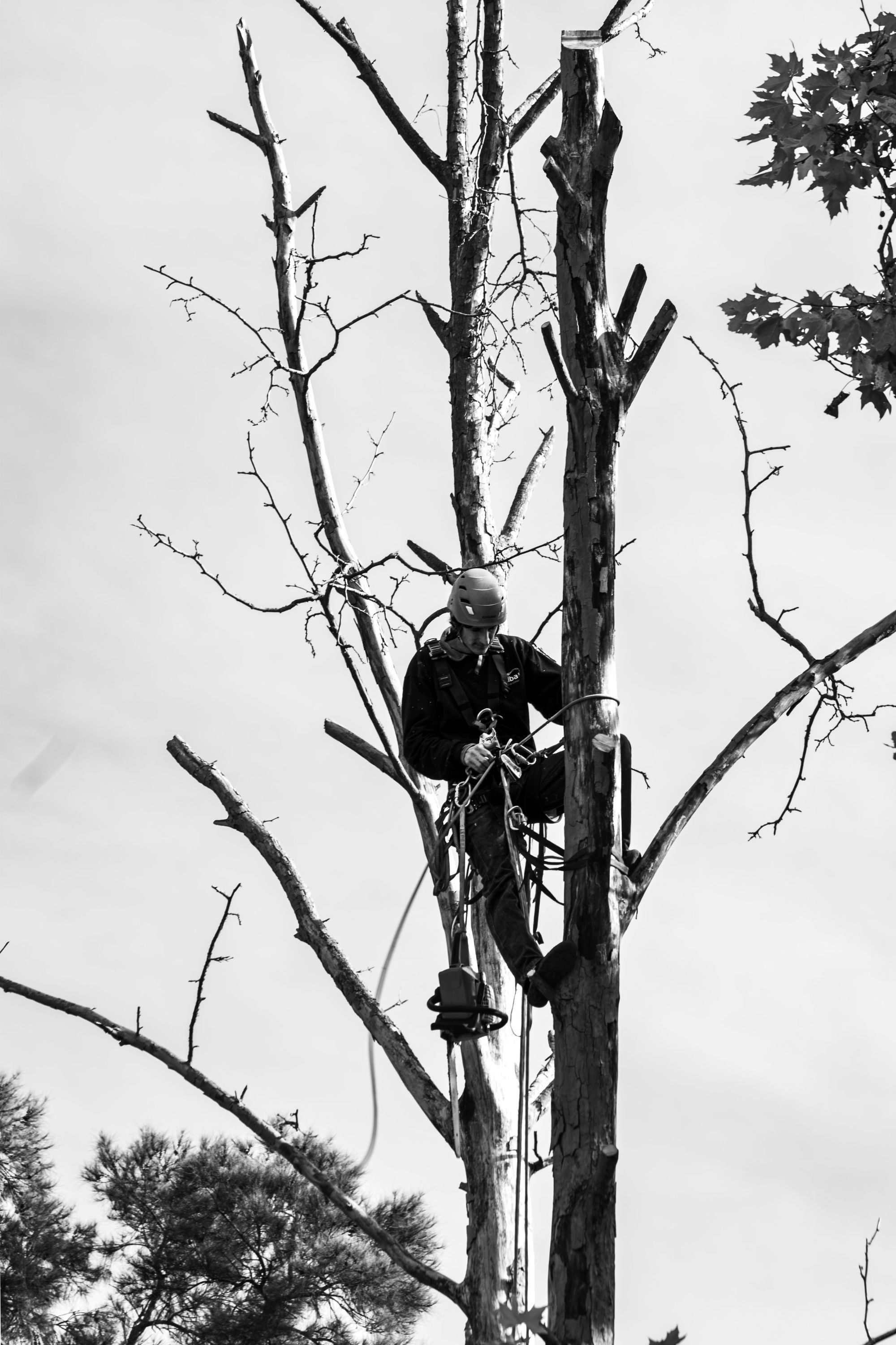 Arborist Consultation in Charlotte NC