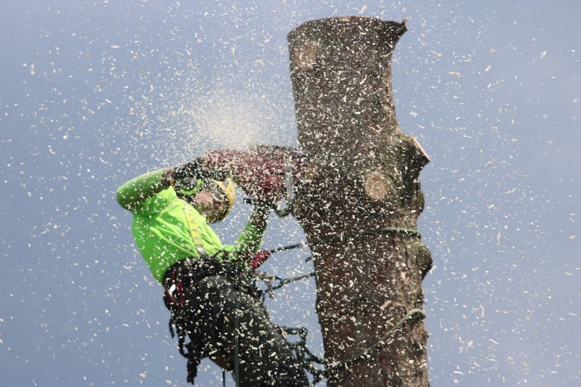 Climber topping out an oak, sawdust flying