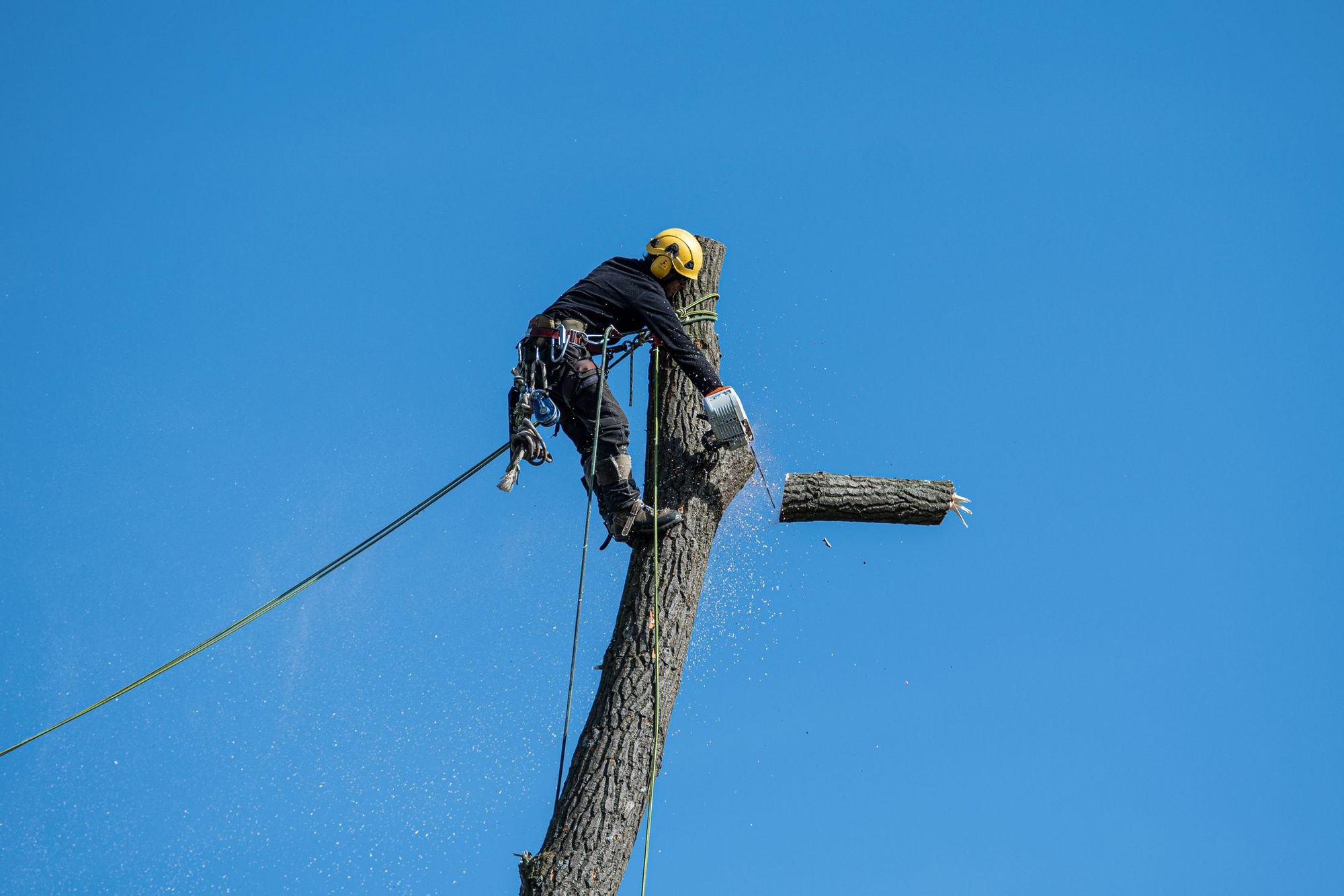 Topping out an oak removal in Myers Park, Charlotte