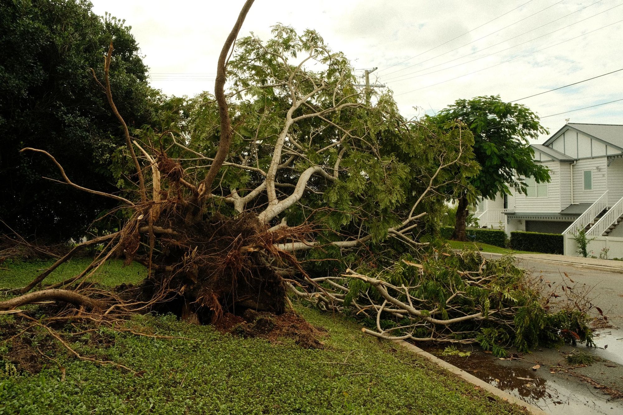 Storm-uprooted tree beside a house in Charlotte