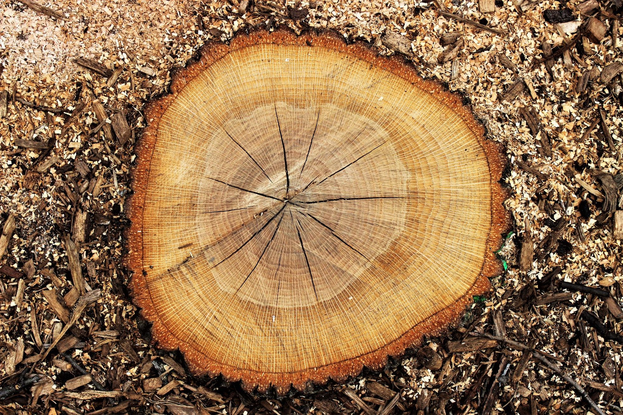 Stump Grinding in Charlotte NC