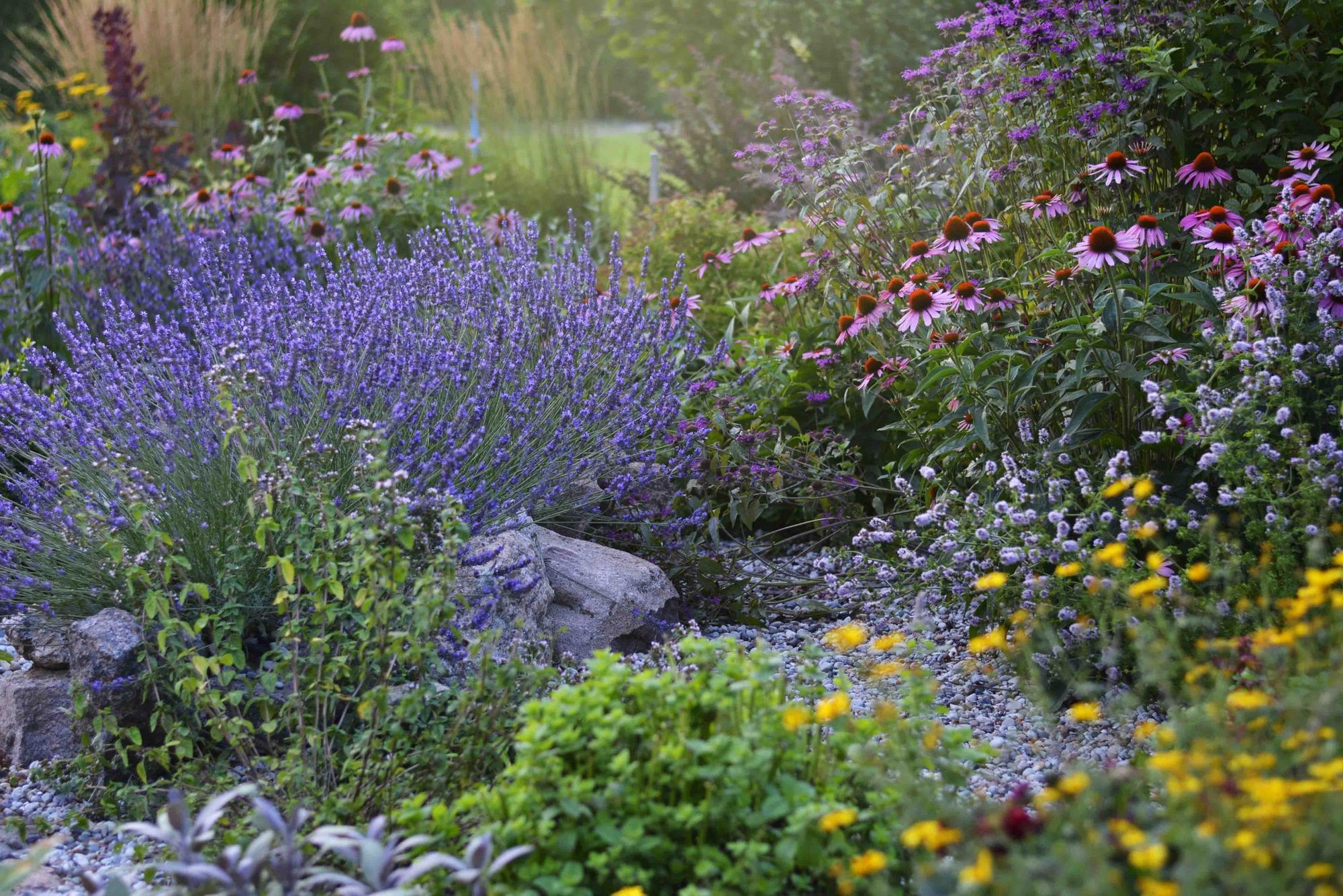 Planted border of lavender, coneflowers and grasses in summer