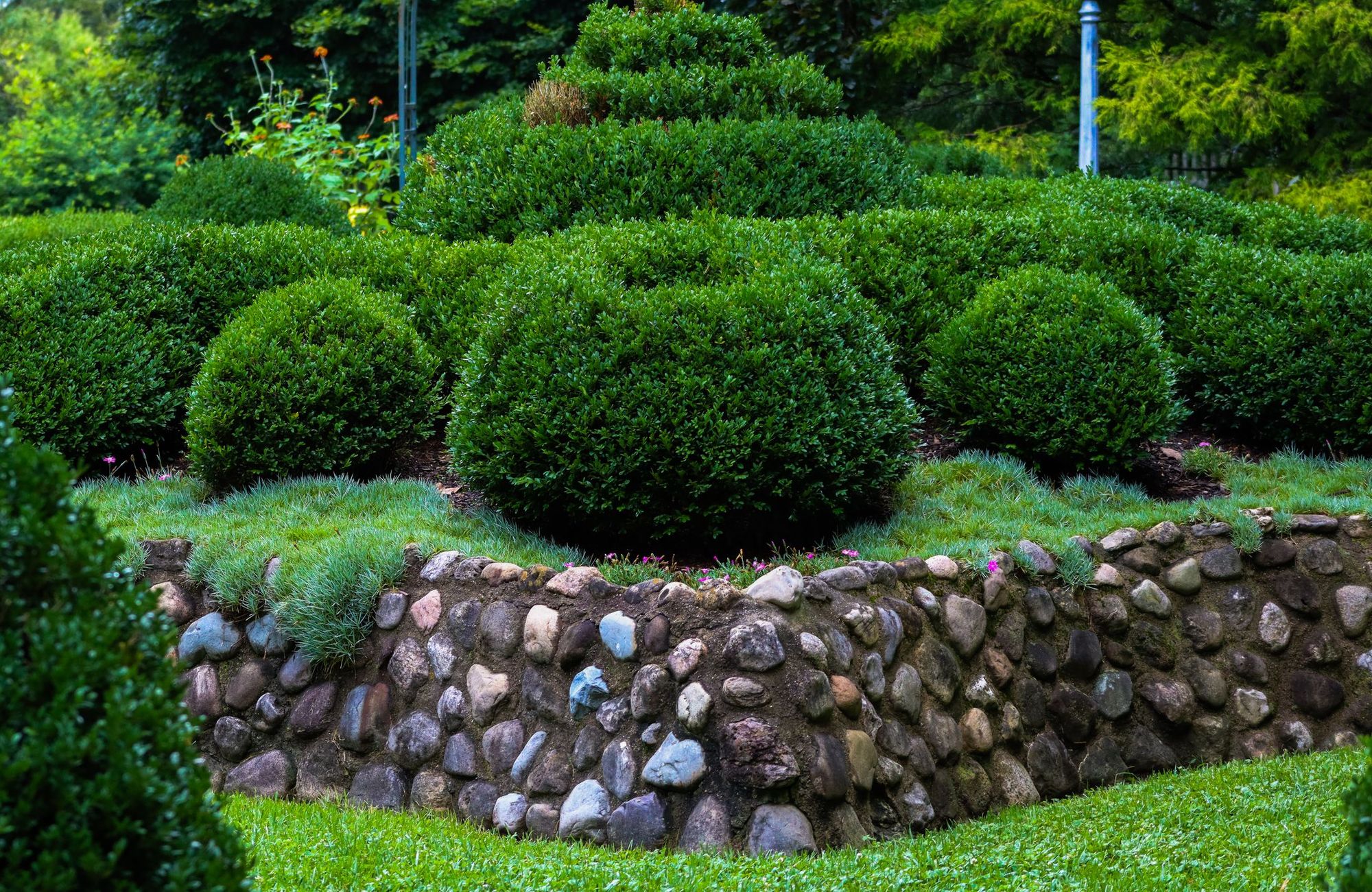 Clipped boxwoods above a rustic stone wall