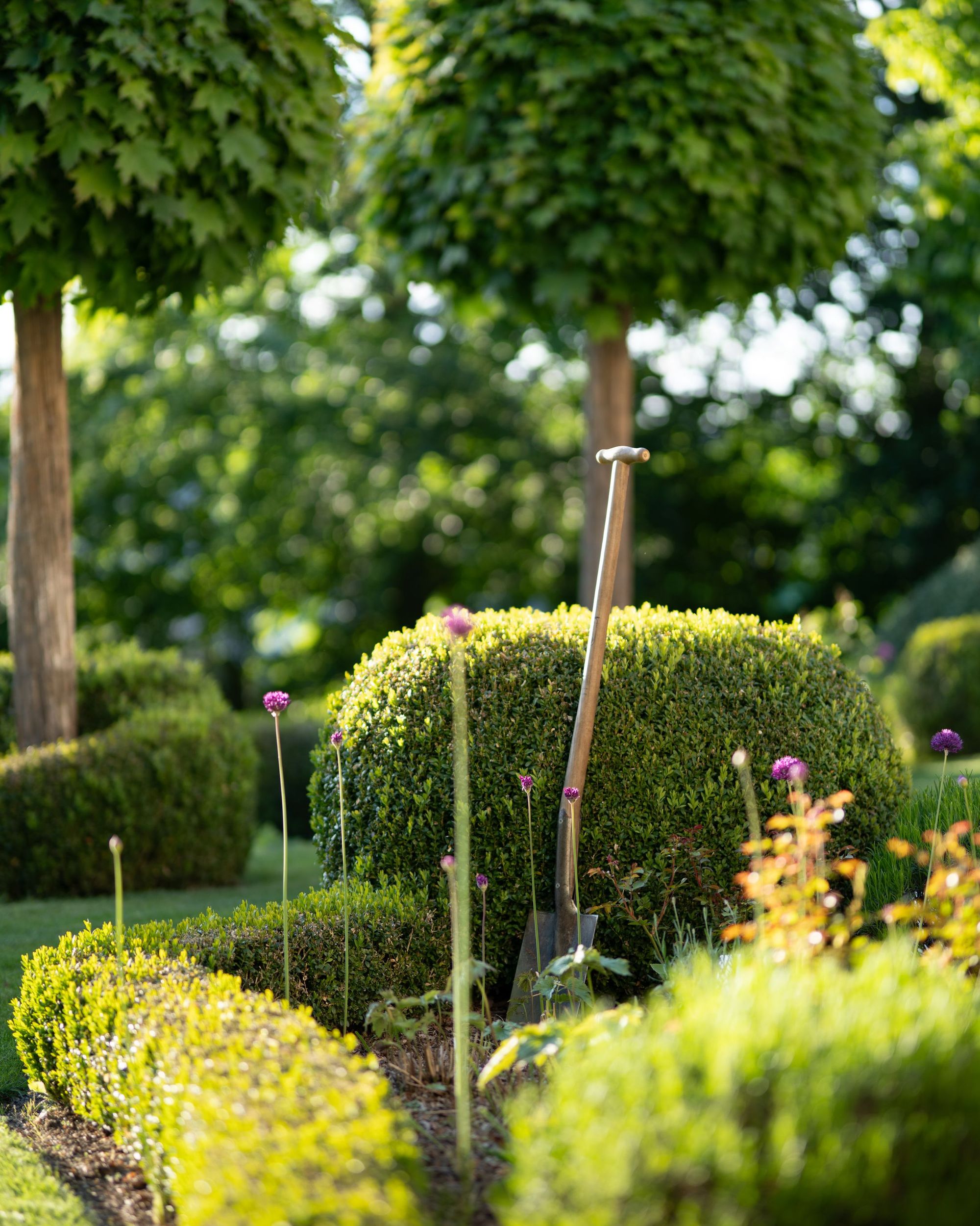 Clipped boxwood hedge along a brick garden wall