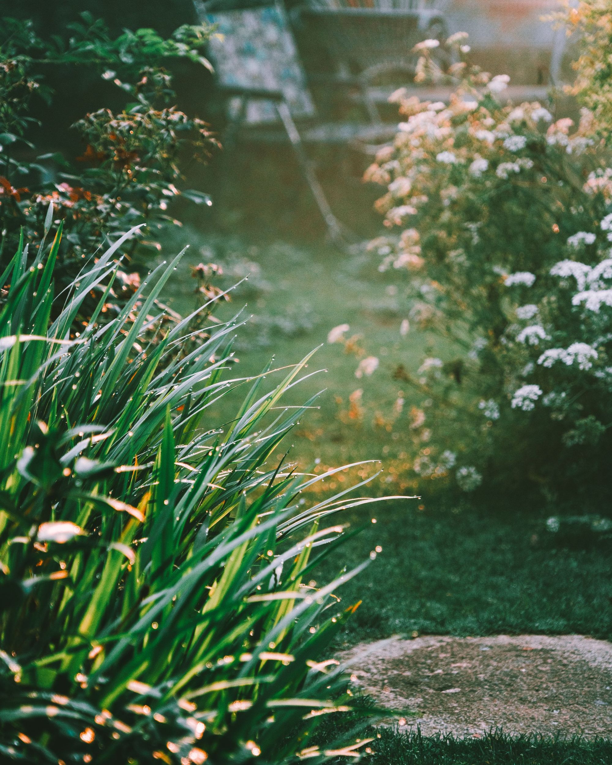 Garden border with grasses and flowering shrubs