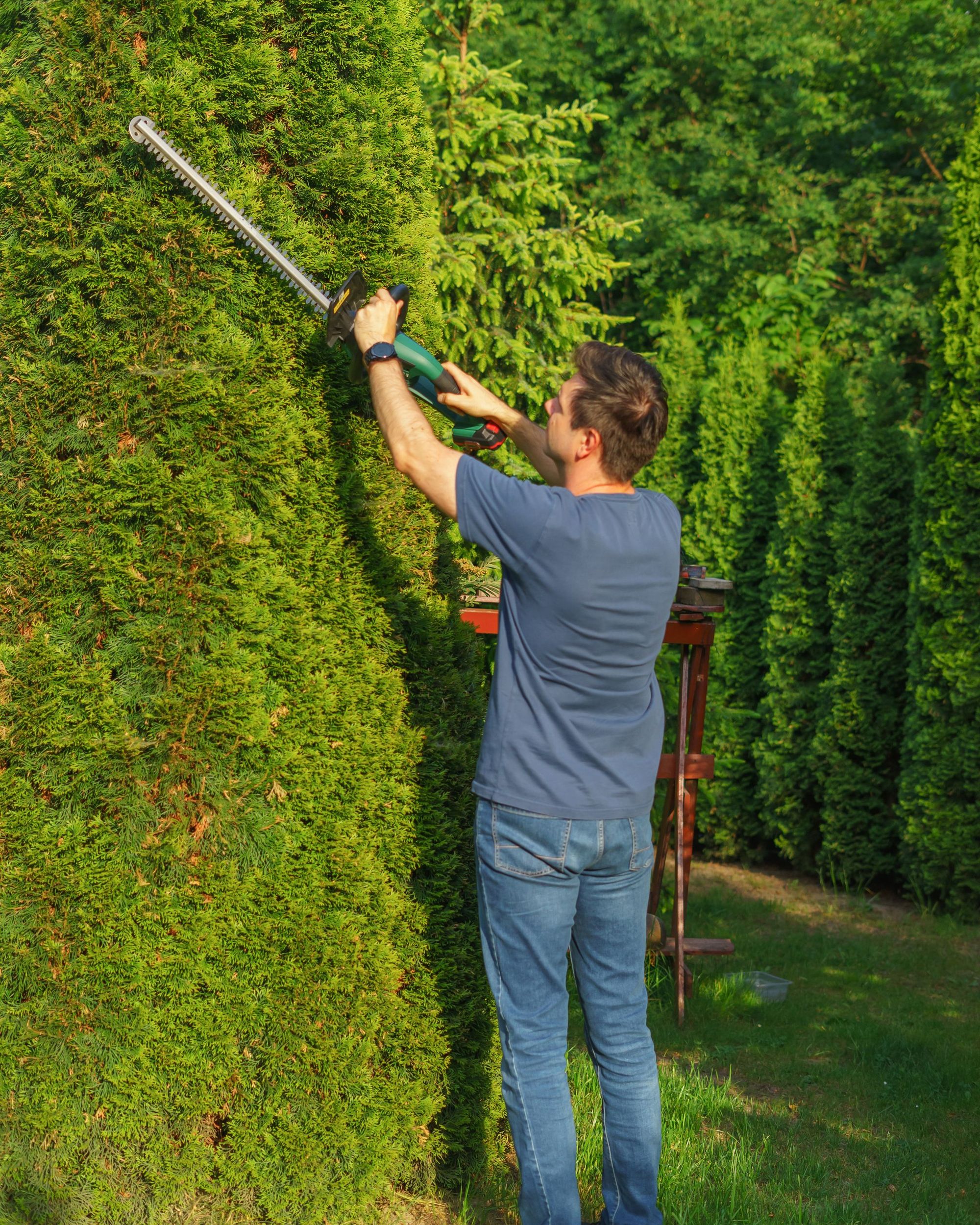 Trimmed hedge row along a lawn edge