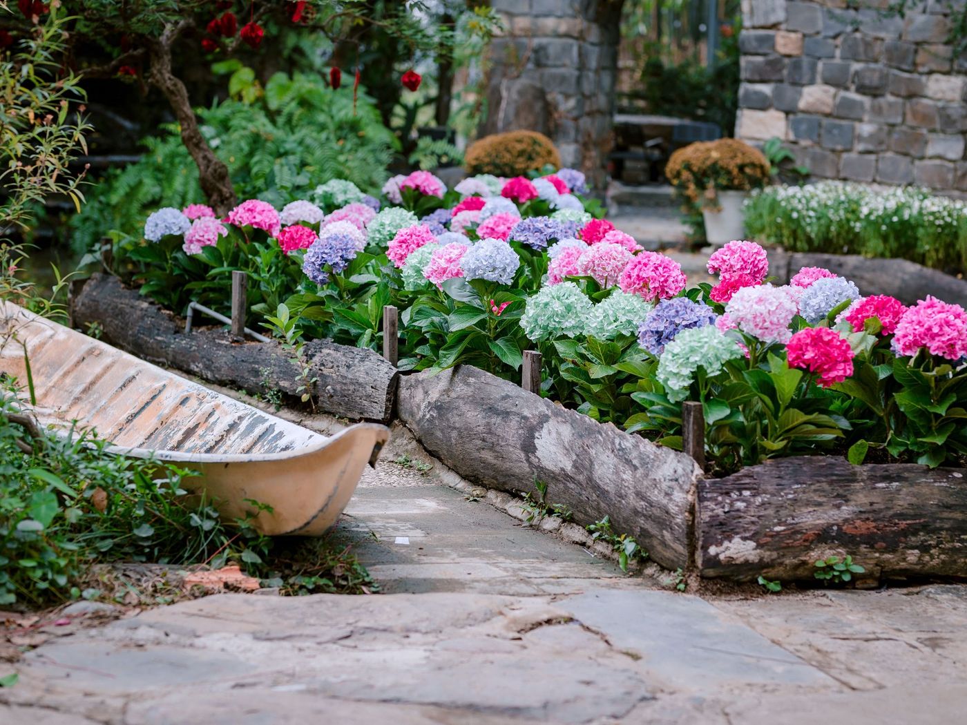 Hydrangeas in bloom in a log-edged bed beside a stone path
