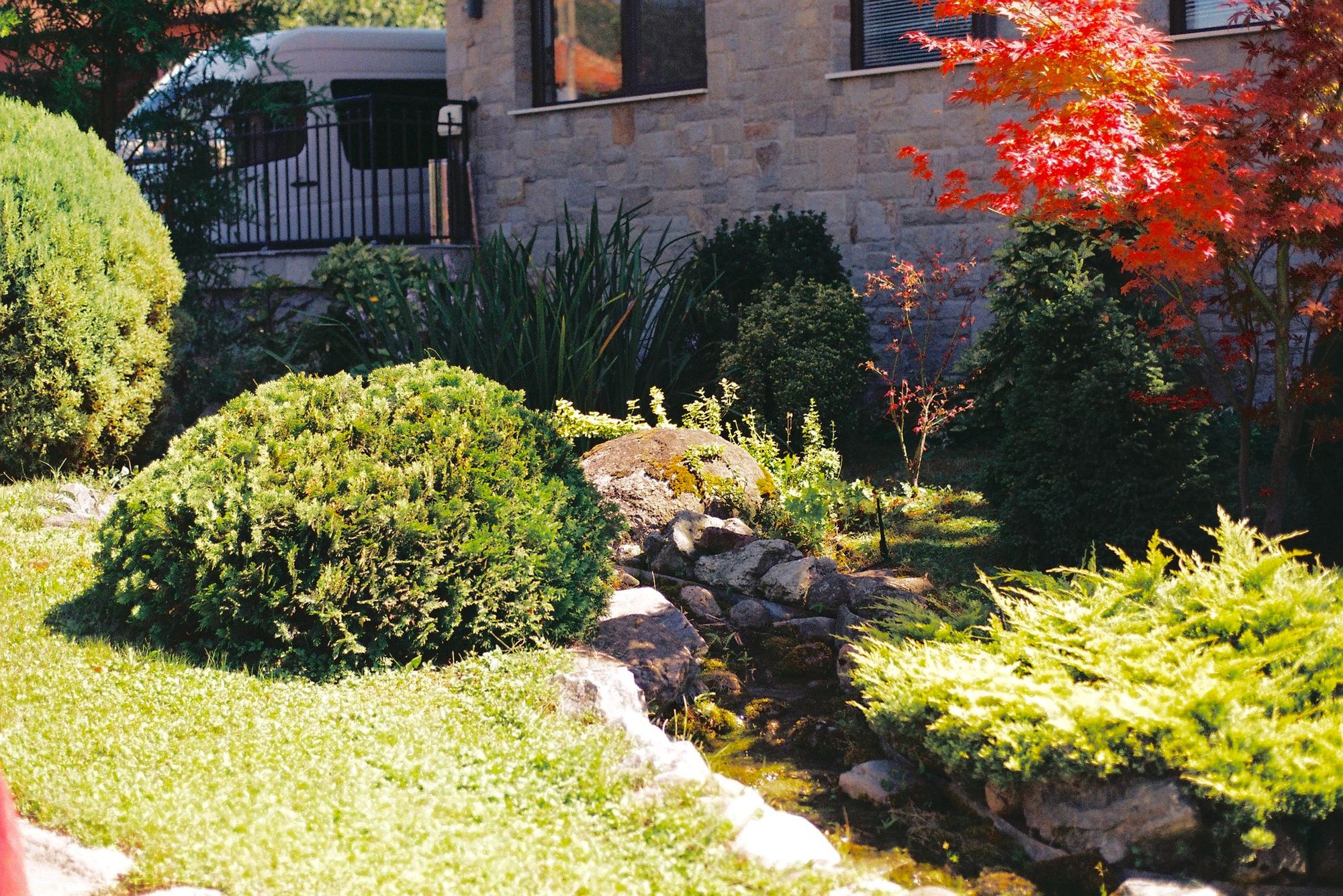 Shade garden with a red Japanese maple over low evergreens