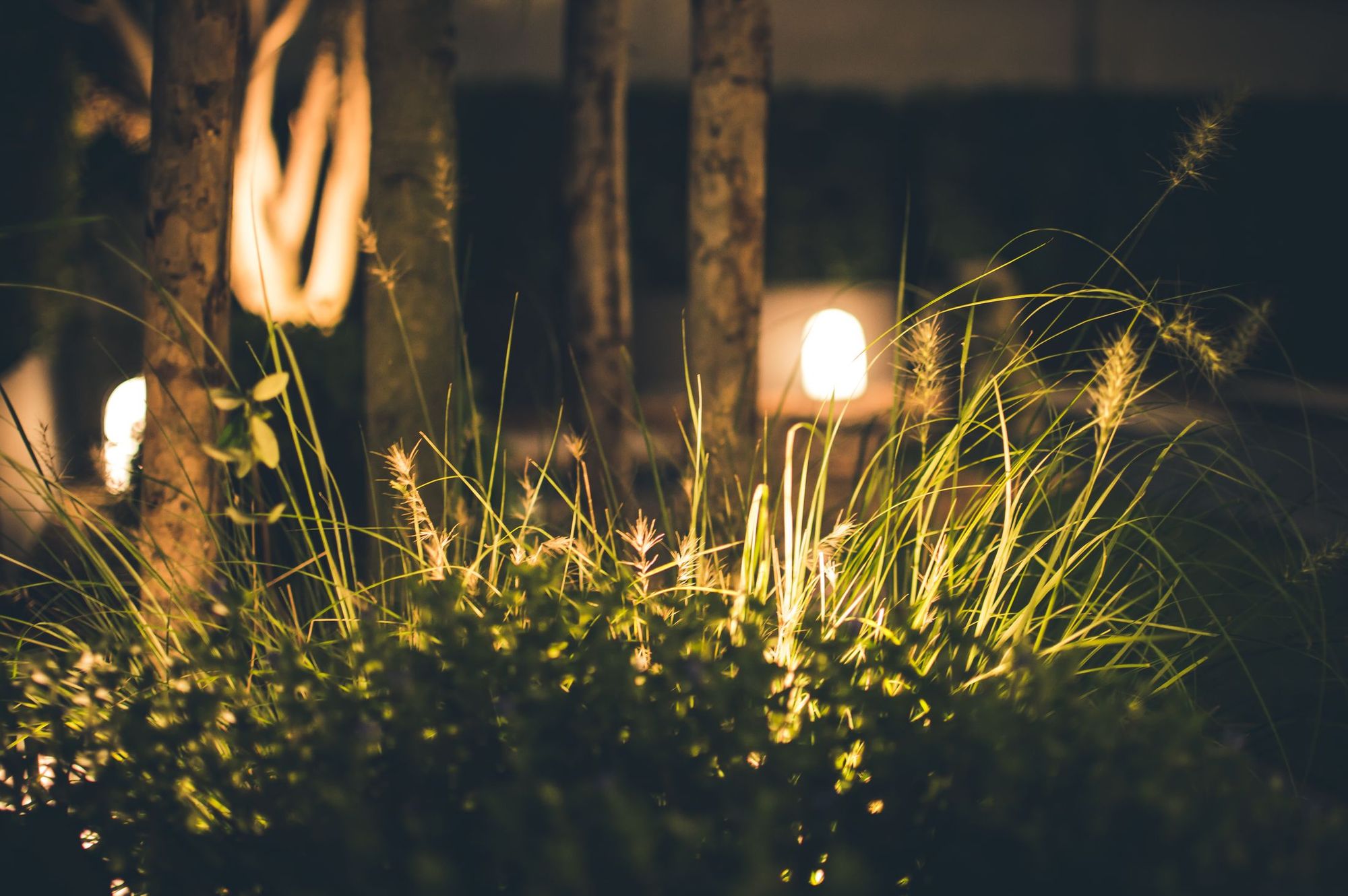 Low-voltage path lights glowing among ornamental grasses at night