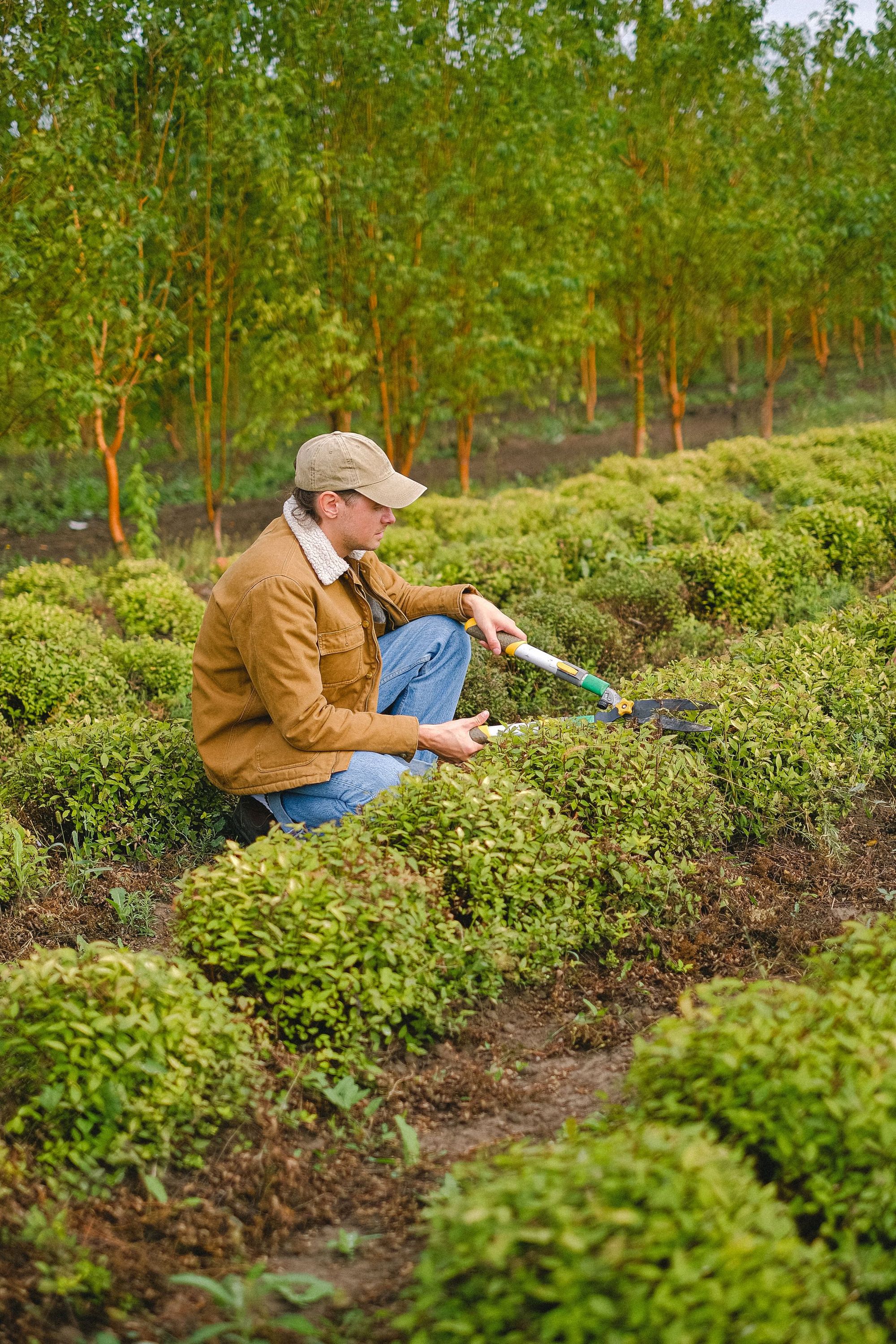 Luis Herrera pruning a row of young boxwoods