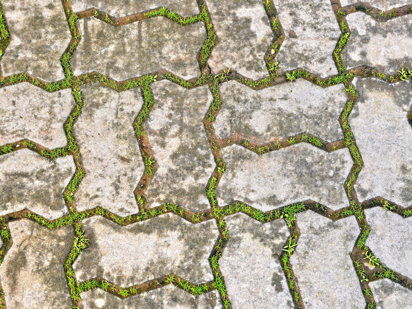 Interlocking pavers with moss in the joints