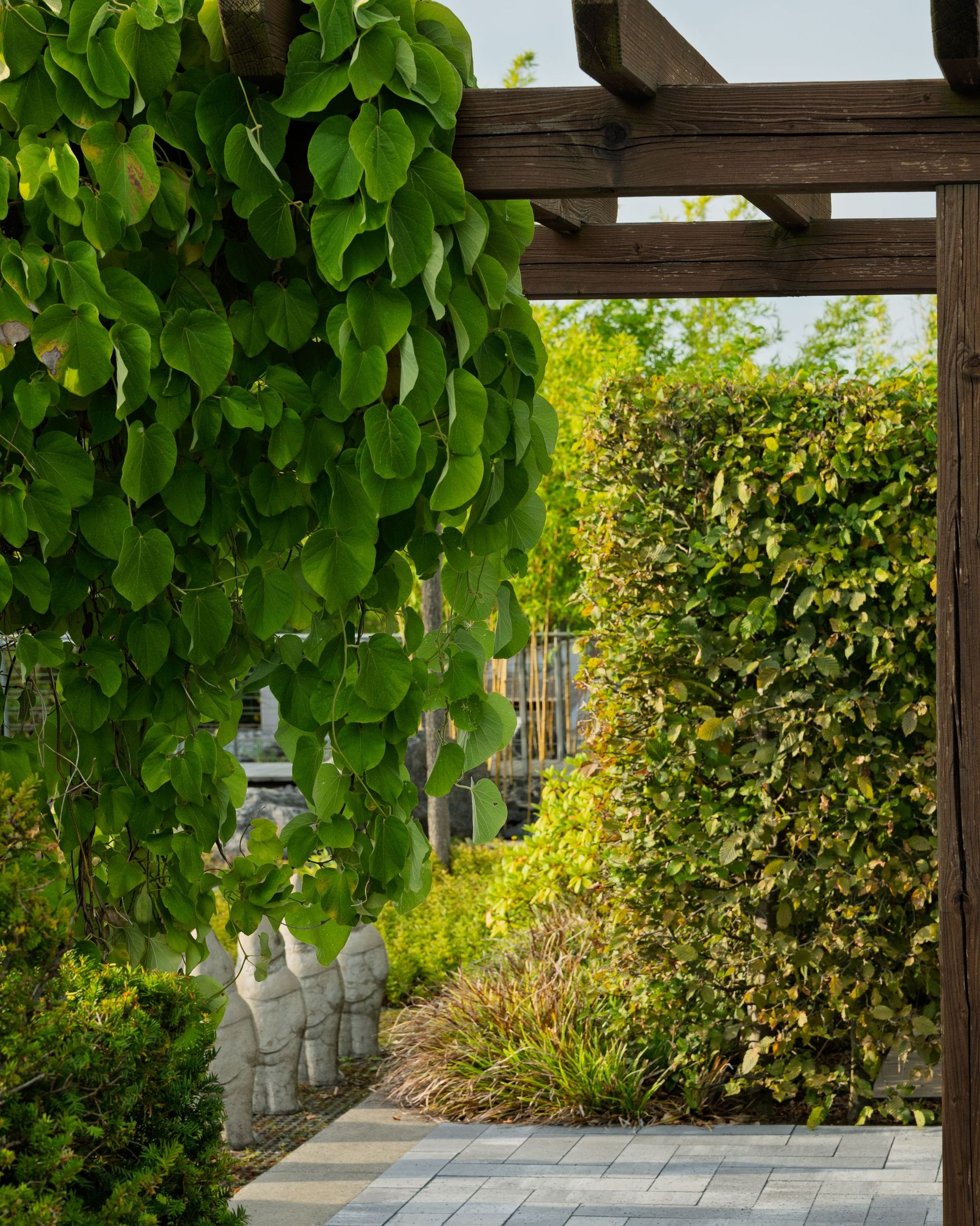 Wooden pergola wrapped in climbing vines over a garden path