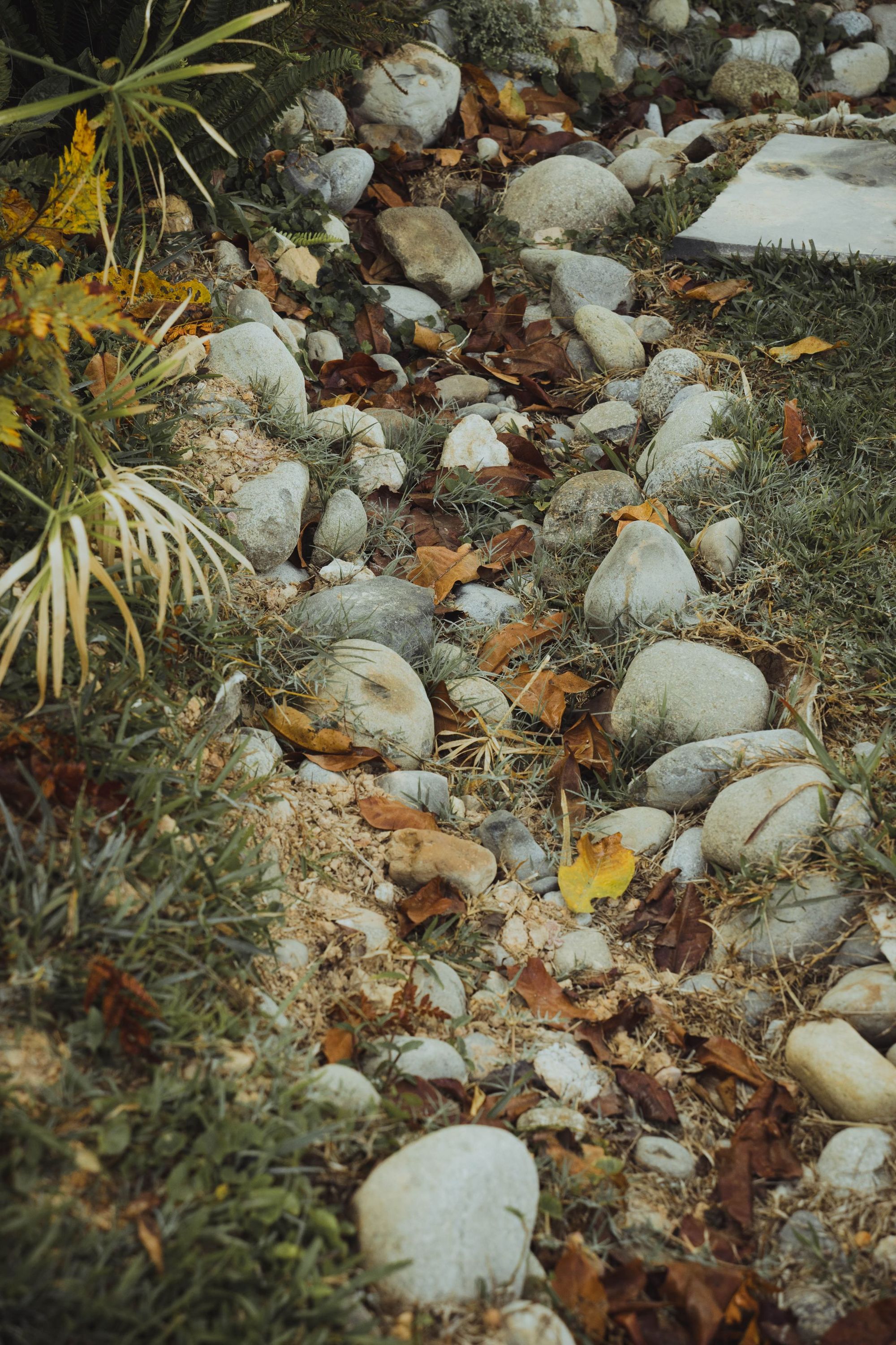 River rock lining a dry creek bed between plantings