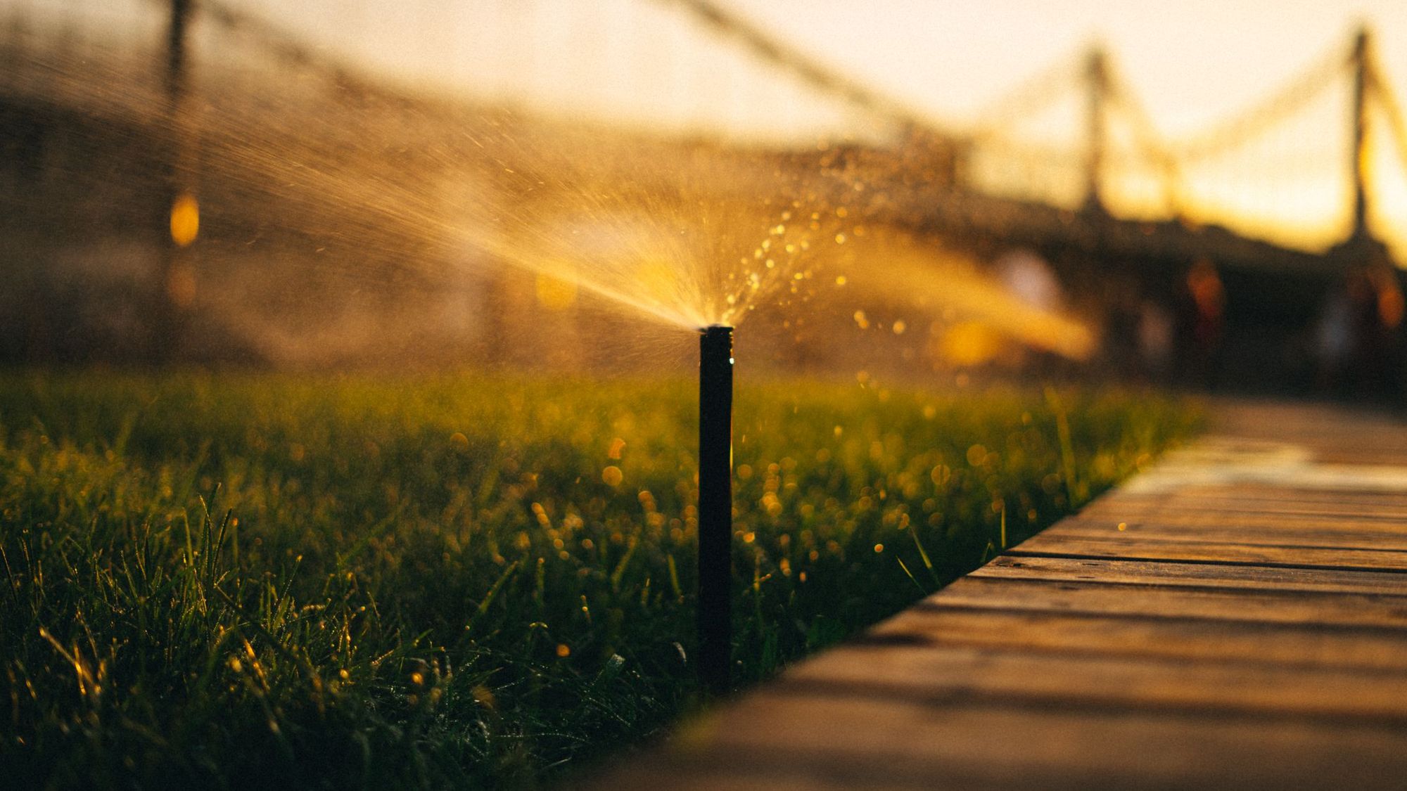 Pop-up sprinkler head watering a lawn at golden hour