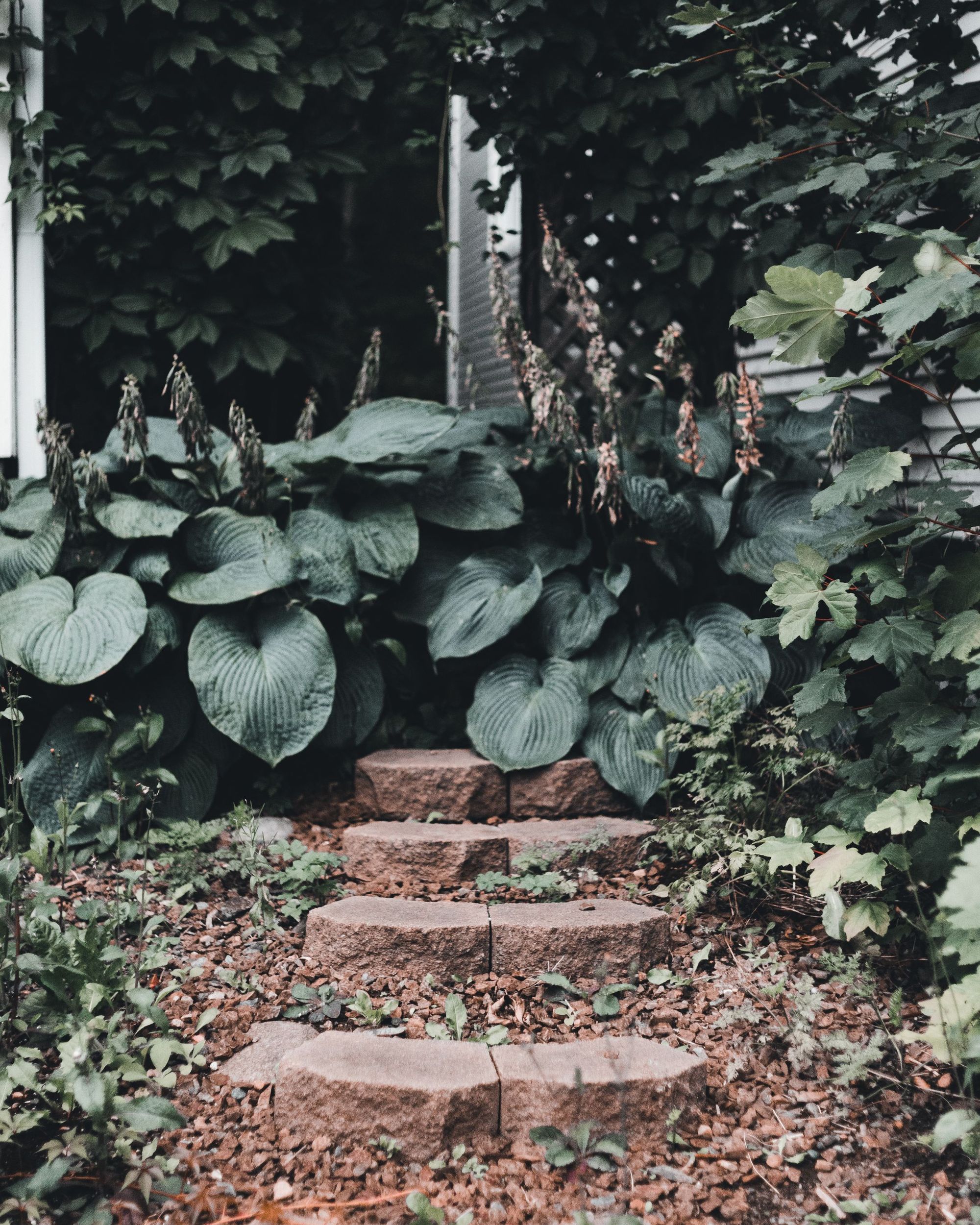Stone steps climbing a shady planted slope