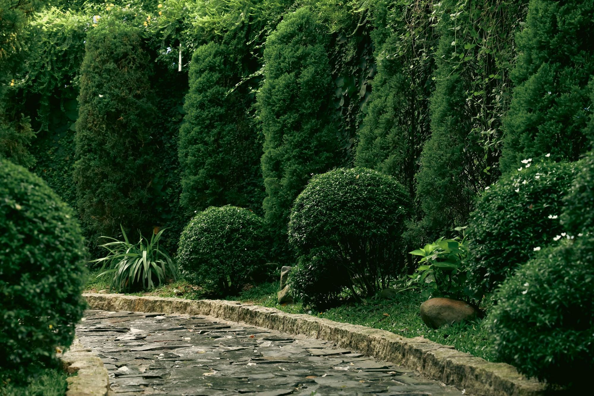 Finished garden with clipped topiary lining a stone path