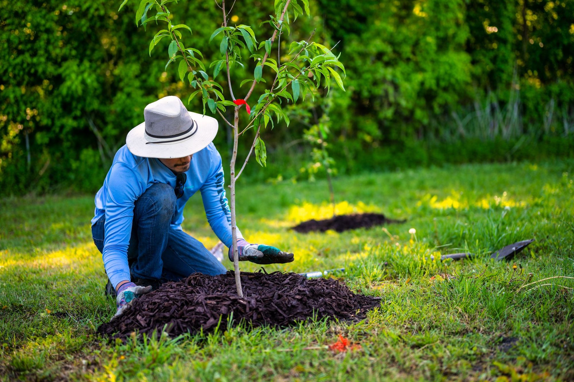 Landscaper setting a young tree in a freshly dug bed