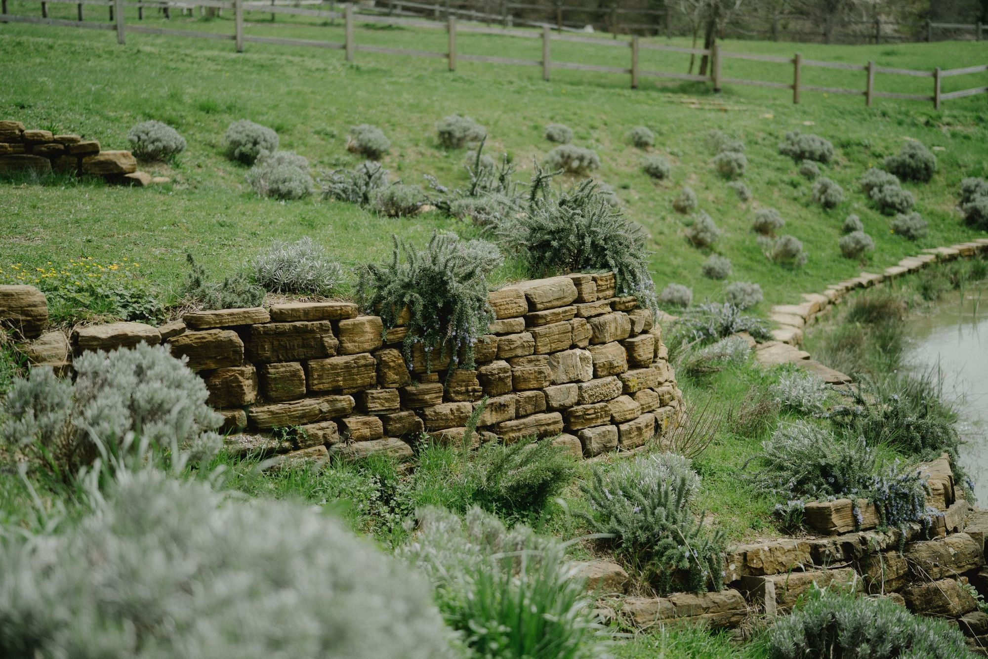 Terraced natural stone walls planted with lavender on a slope